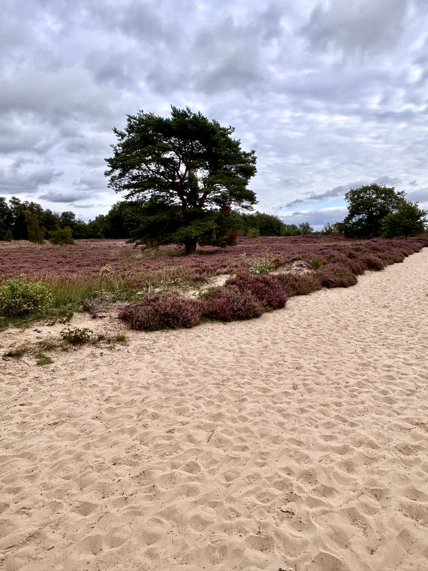 Boom op de heide in Drenthe