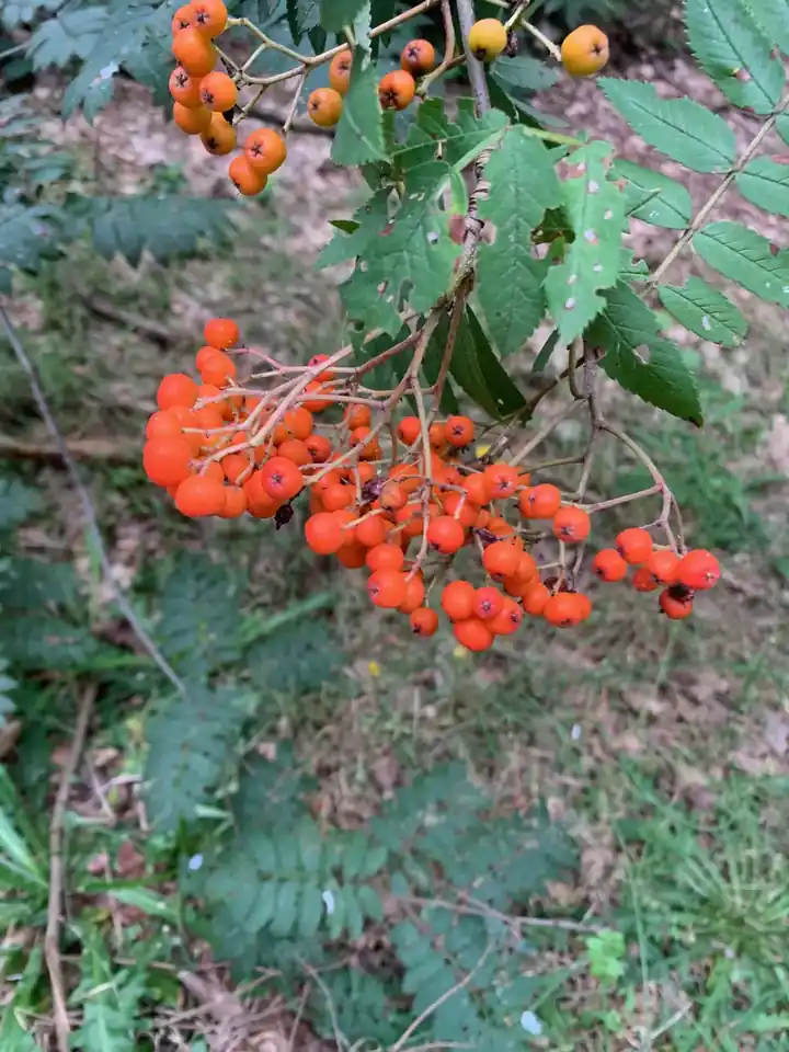 Herfstbessen in een bos