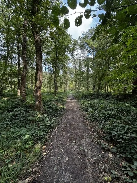 Een bospad door het bos