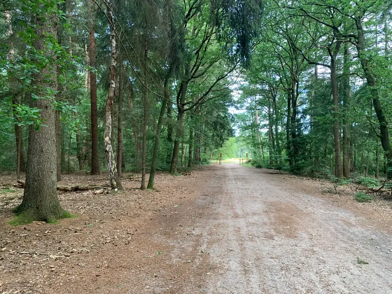 Een zandpad door het bos