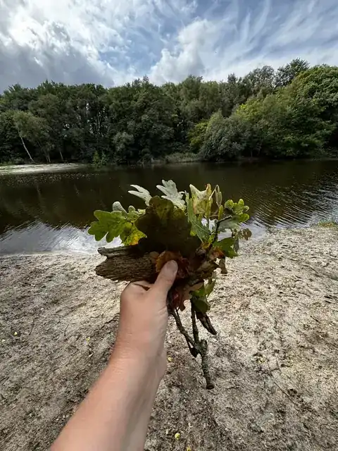 Een hand houdt een bosje eikenbladeren bij het water