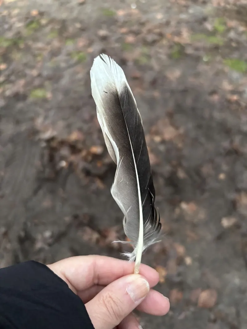 Een veer in de hand van Wenda