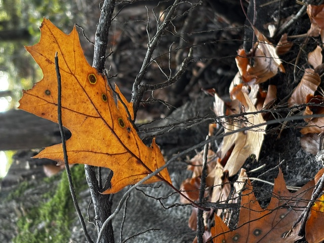 Herfst maandtraject